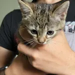 Kot do adopcji, Orzechowce, 16 lipca 2024