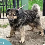 Znaleziono psa, Dąbrówka, 24 lipca 2024