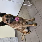 Znaleziono psa, Choszczno, 26 lipca 2024