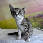 Kot do adopcji, Kielce, 27 lipca 2024