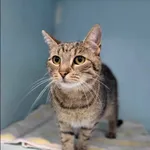 Znaleziono kota, Grudziądz, 29 lipca 2024