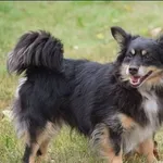 Znaleziono psa, Grudziądz, 7 grudnia 2023