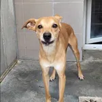 Znaleziono psa, Grudziądz, 29 lipca 2024