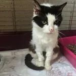 Jest piękna, spokojna, cierpliwa. Mimo wszystko nadal jest w schronisku, jakby niezauważona przez nikogo. Szafirka to kochany kot. Lubi być głaskana. Przygląda się przez kraty i oczekuje aż ktoś po ni