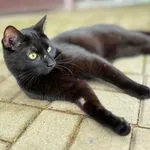 2-letni kocur Karo pilnie poszukuje swojego człowieka. Chłopak całe dnie płacze w klatce. Pęka nam serce, gdy to słyszymy… Karo lubi być głaskany, jest ciekawy otoczenia. Lubi się bawić, to kot bardzo