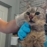 Nr: 323/2024 - Kot z Kunice