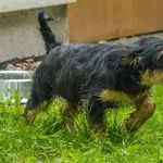 Pies do adopcji, Sopot, 30 lipca 2024