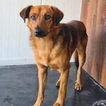 Znaleziono psa, Chełmek, 29 lipca 2024