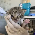 Nr: 325/2024 - Kot z Kunice