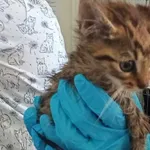 Nr: 320/2024 - Kot z Kunice