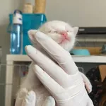 Nr: 326/2024 - Kot z Kunice