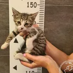 Przyjęty: 2024-07-27 Gmina: Libiąż Płeć: Kocur Opis: europejska, biało-bura