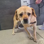 Znaleziono psa, Chełmek, 29 lipca 2024