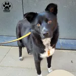 Znaleziono psa, Gdynia, 22 marca 2025