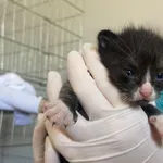 Nr: 328/2024 - Kot z Kunice