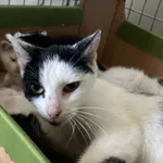 Nr: 329/2024 - Kot z Kunice