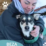 Znaleziono psa, Dąbrówka, 10 lutego 2026