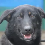 Pies do adopcji, Nowy Dwór Mazowiecki, 31 lipca 2024