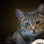 Kot do adopcji, Gdynia, 31 lipca 2024