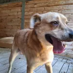 Pies do adopcji, Orzechowce, 31 lipca 2024