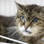 Znaleziono kota, Sosnowiec, 30 lipca 2024