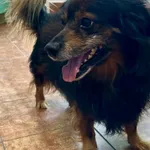 Pies do adopcji, gmina Dobra (Szczecińska), 30 lipca 2024