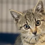 Znaleziono kota, Sosnowiec, 30 lipca 2024