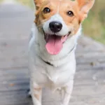 Znaleziono psa, Sosnowiec, 30 lipca 2024