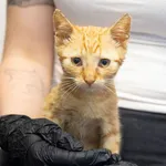 Znaleziono kota, Sosnowiec, 30 lipca 2024