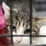 Znaleziono kota, Sosnowiec, 29 lipca 2024