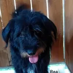 Pies do adopcji, Nowy Dwór Mazowiecki, 1 sierpnia 2024