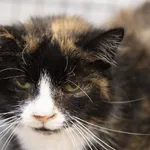 Znaleziono kota, Sosnowiec, 29 lipca 2024