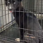 Znaleziono psa, Radom, 1 sierpnia 2024