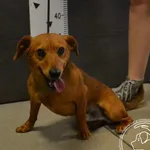 Imię: Przyjęty: 2024-07-08 Płeć: Pies Opis: mieszaniec, rude Wiek: ok. 1 rok