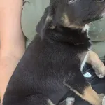 Znaleziono psa, Radom, 2 sierpnia 2024