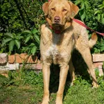 Cudowny, wychowany Max, roczne cudo do pokochania!