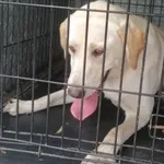 Znaleziono psa, Radom, 2 sierpnia 2024