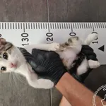 Przyjęty: 2024-08-03 Gmina: Łodygowice Płeć: Kocur Opis: europejska, buro-białe