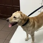 Pies przywieziony z terenu gminy Piekary Śląskie