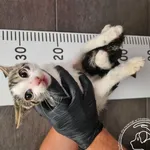 Przyjęty: 2024-08-03 Gmina: Łodygowice Płeć: Kocur Opis: europejska, buro-białe