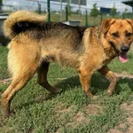 Pies do adopcji, Bydgoszcz, 3 maja 2024