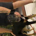 Szczeniak 5/6 miesięcy - mieszanka z dobermanem. Szukał człowieka, chciał wskoczyć do auta. Nie posiada czipa.