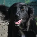 Bilbo