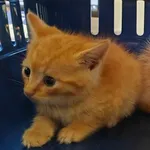 Kocurek poz. 24/515/K