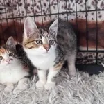 kotki HAKUNA i MATATA