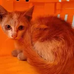 Kocurek poz. 24/518/K