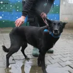 Pies do adopcji, Nowy Dwór Mazowiecki, 18 grudnia 2025