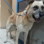 PIES Z INTERWENCJI Z DNIA 11.08.2024