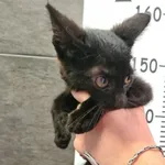 Przyjęty: 2024-08-12 Gmina: Oświęcim Płeć: Kocur Opis: europejska, czarne