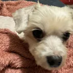 znaleziona w nocy z soboty na niedziele w okolicy Placu Dąbrowskiego